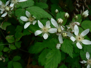 Trailing blackberry, rubus ursinus