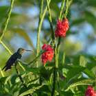 Hummingbird and red flower